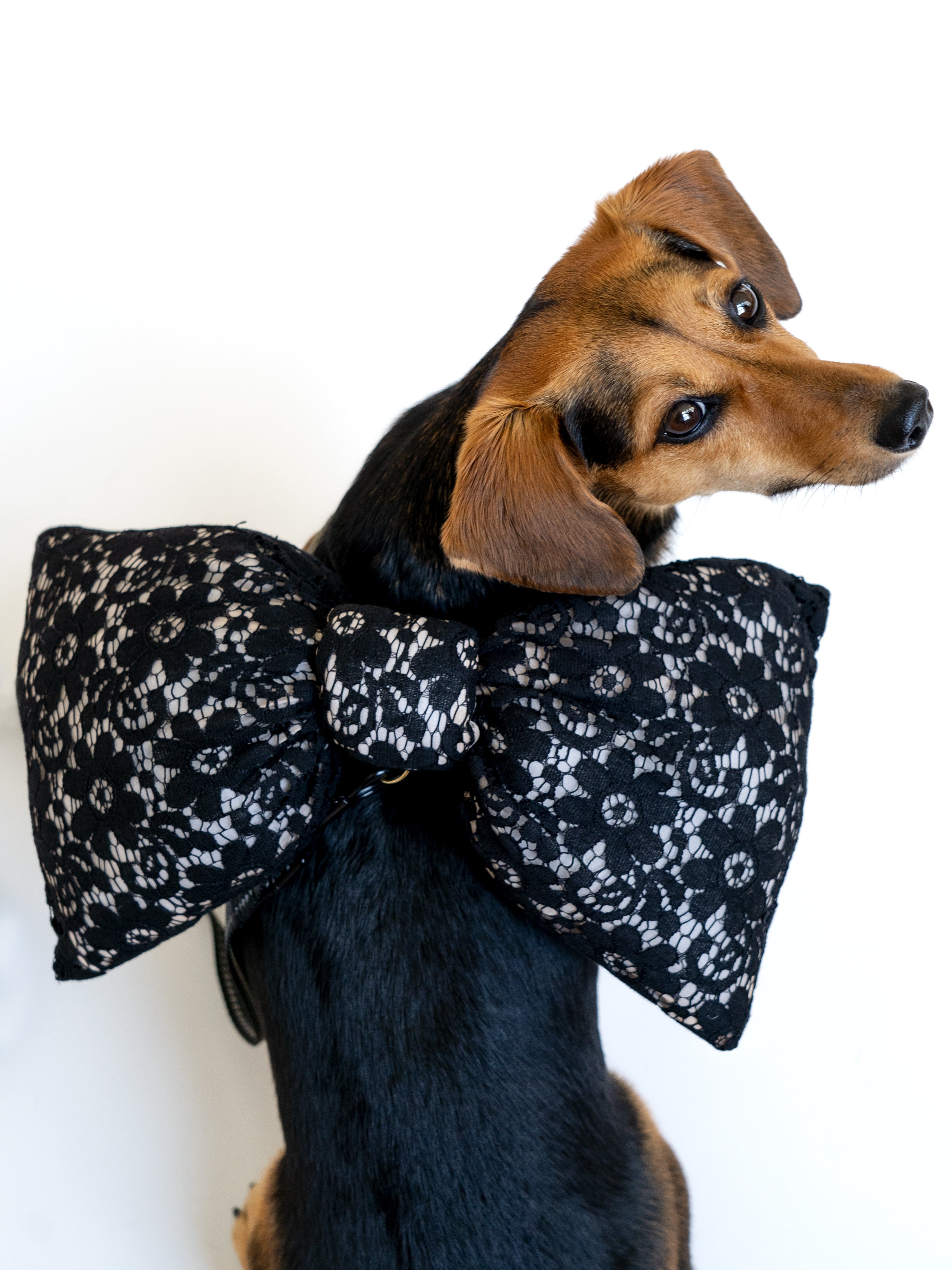 Lace Puffer Bow - Leash Accessory